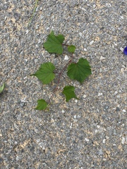 Ampelopsis