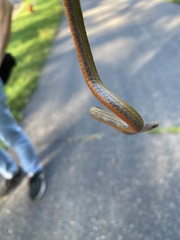 Storeria occipitomaculata