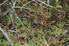 Setophaga petechia aureola