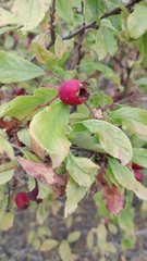 Crataegus laevigata