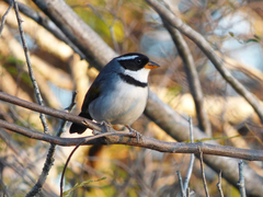 Arremon flavirostris