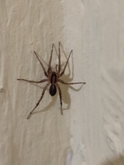 Lycosidae
