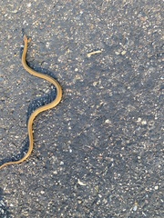 Storeria occipitomaculata