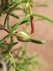 Oligotrophus juniperinus