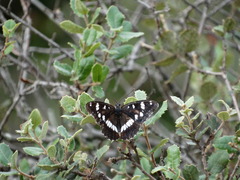 Limenitis reducta