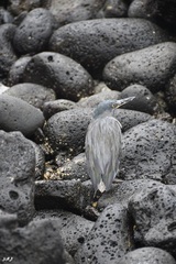 Butorides striata sundevalli