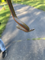 Storeria occipitomaculata