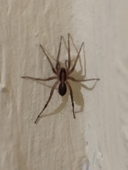 Lycosidae
