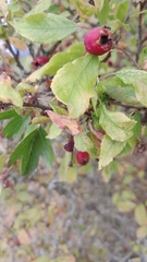 Crataegus laevigata