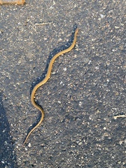 Storeria occipitomaculata