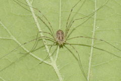 Amilenus aurantiacus