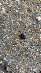 Steatoda grossa