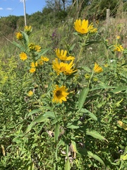 Helianthus grosseserratus