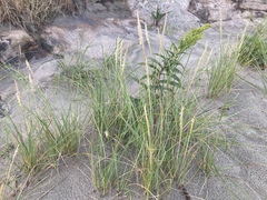 Ammophila breviligulata