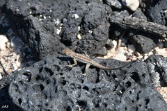 Microlophus indefatigabilis