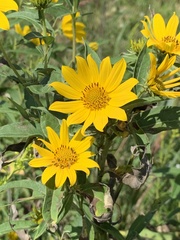 Helianthus grosseserratus