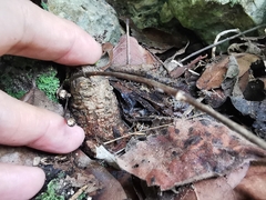 Dioscorea convolvulacea