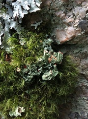 Cladonia pleurota