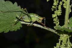 Barbitistes serricauda