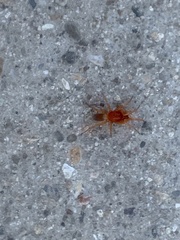 Dysdera crocata