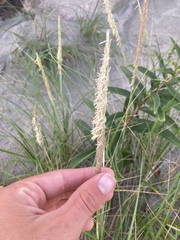 Ammophila breviligulata