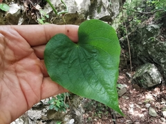 Dioscorea convolvulacea