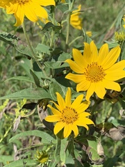 Helianthus grosseserratus