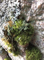 Cladonia pleurota
