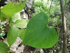 Dioscorea convolvulacea
