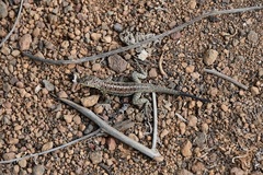 Microlophus indefatigabilis