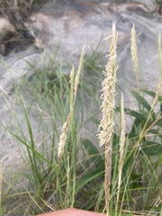 Ammophila breviligulata