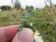 Rhopalomyia foliorum