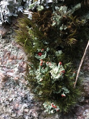 Cladonia pleurota
