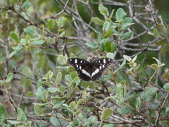 Limenitis reducta