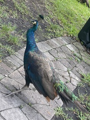 Pavo