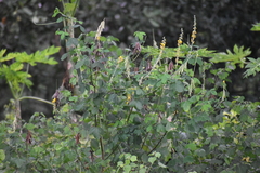 Crotalaria pallida