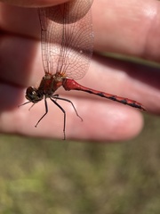 Sympetrum obtrusum