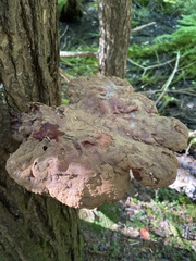 Ganoderma tsugae