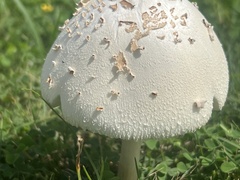 Chlorophyllum