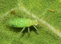 Zanchius breviceps
