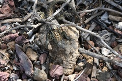 Microlophus indefatigabilis