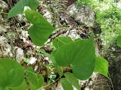 Dioscorea convolvulacea