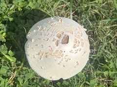 Chlorophyllum