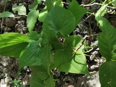 Dioscorea convolvulacea