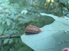 Megalopyge