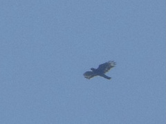 Spilornis cheela