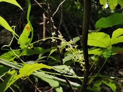 Dioscorea convolvulacea