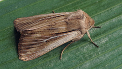Leucania comma