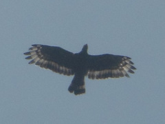 Spilornis cheela