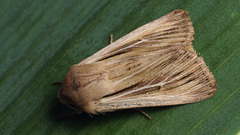Leucania comma